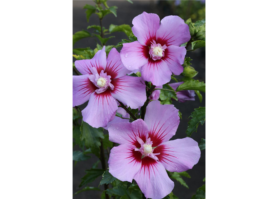 Hibiscus syriacus 'Maike'®