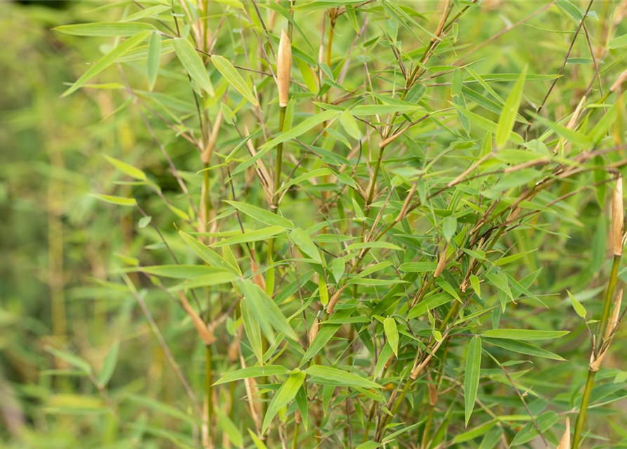 Fargesia murielae 'Honey Guide'® (S) Wonderwall