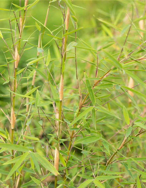 Fargesia murielae 'Honey Guide'® (S) Wonderwall