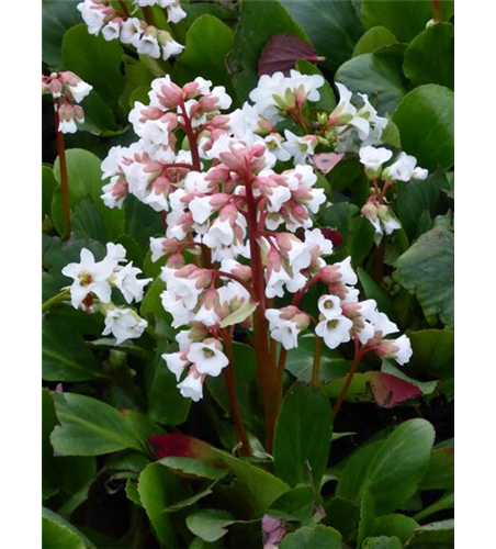 Bergenia cordifolia 'Bressingham White'