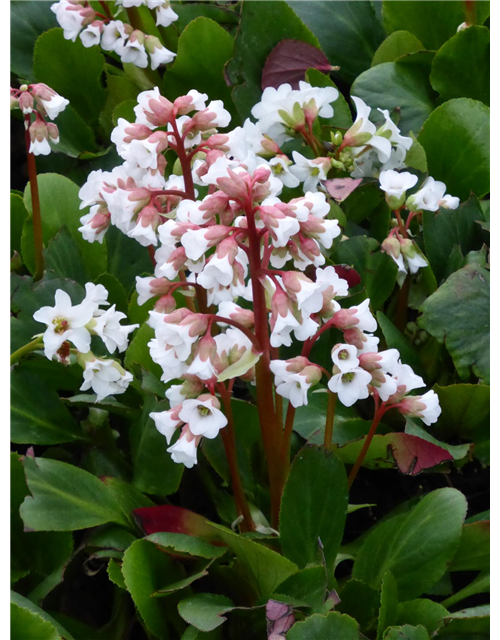 Bergenia cordifolia 'Bressingham White'