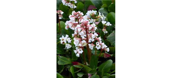 Bergenia cordifolia 'Bressingham White'