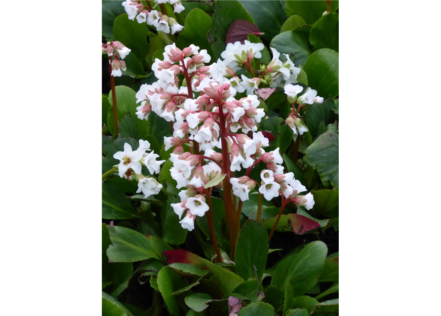 Bergenia cordifolia 'Bressingham White'