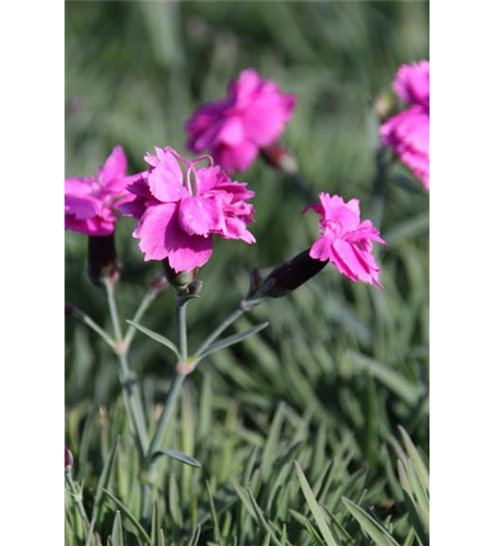 Dianthus gratianopolitanus 'Dinetta Purple' 