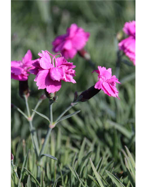 Dianthus gratianopolitanus 'Dinetta Purple' 