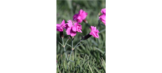 Dianthus gratianopolitanus 'Dinetta Purple' 