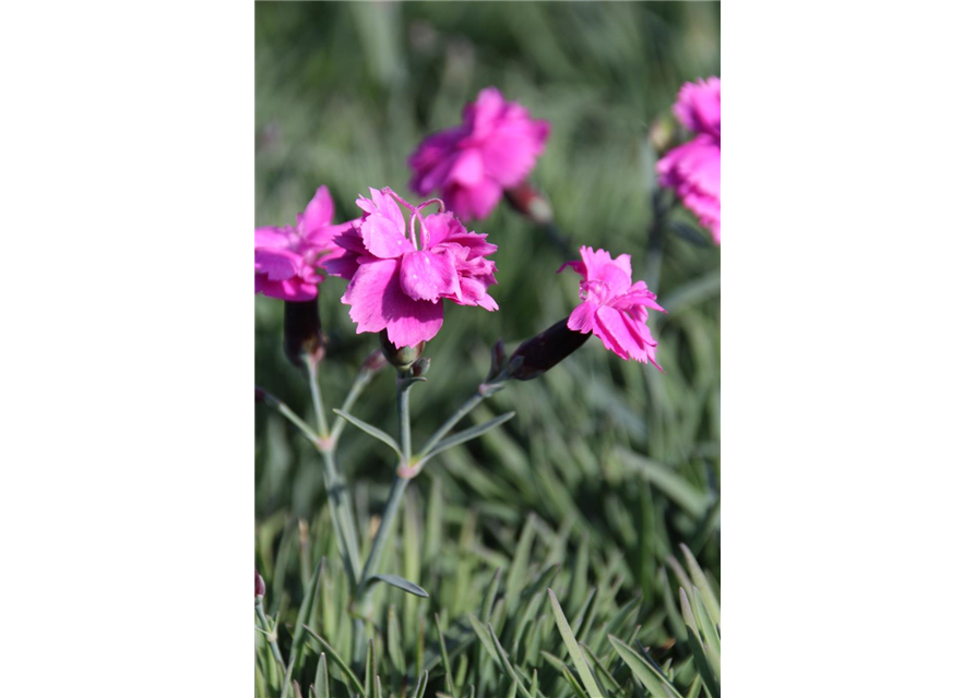 Dianthus gratianopolitanus 'Dinetta Purple' 