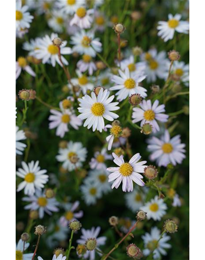 Aster ageratoides 'Asran'