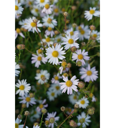 Aster ageratoides 'Asran'