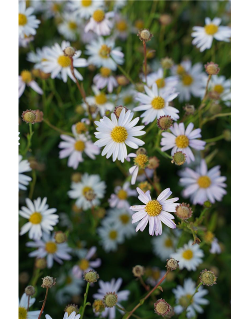 Aster ageratoides 'Asran'