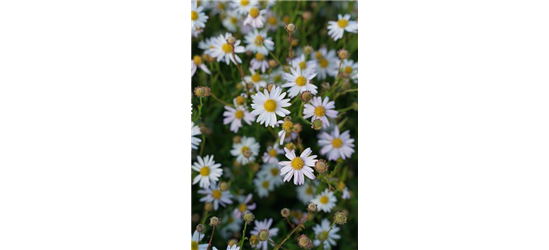 Aster ageratoides 'Asran'