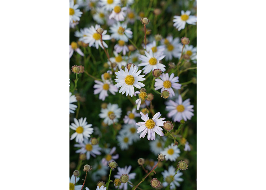 Aster ageratoides 'Asran'