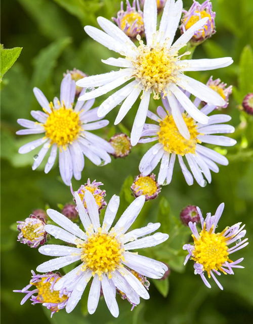 Aster ageratoides 'Asran'