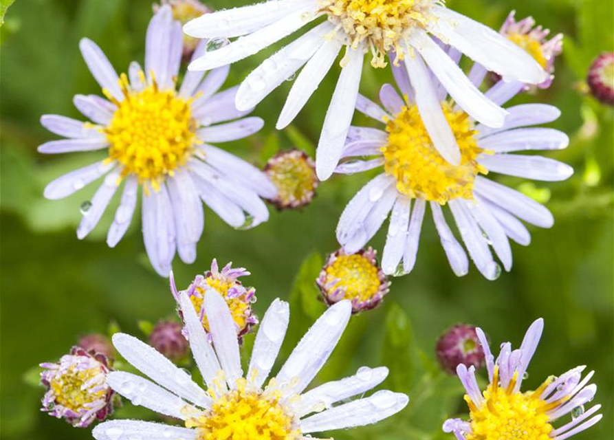 Aster ageratoides 'Asran'