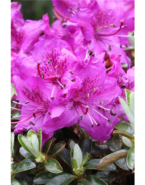 Rhododendron carolineanum 'Olga Mezitt'