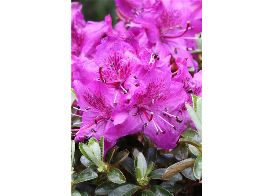 Rhododendron carolineanum 'Olga Mezitt'