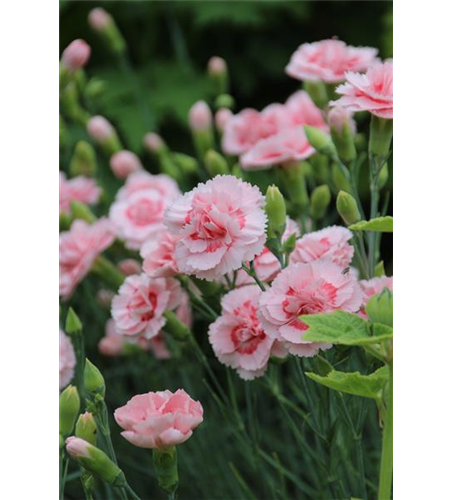 Dianthus plumarius 'Doris' 