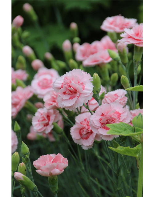 Dianthus plumarius 'Doris' 