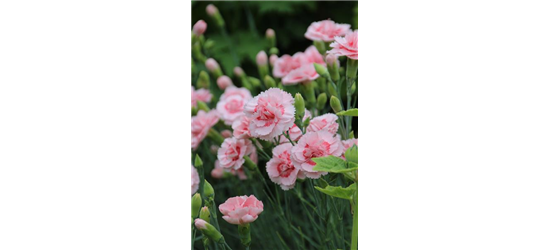 Dianthus plumarius 'Doris' 