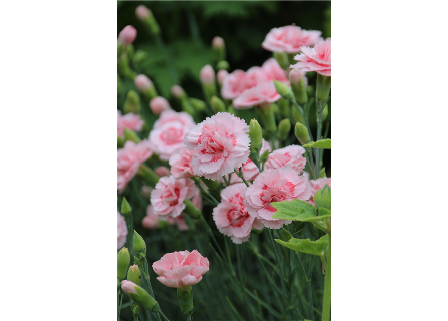 Dianthus plumarius 'Doris' 