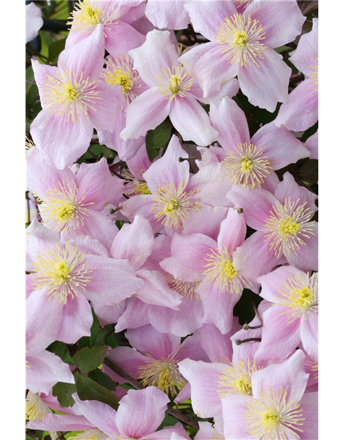 Clematis montana 'Mayleen'