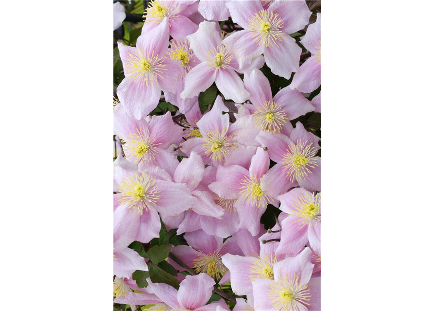 Clematis montana 'Mayleen'