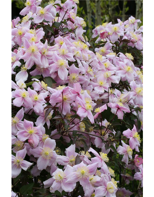 Clematis montana 'Mayleen'