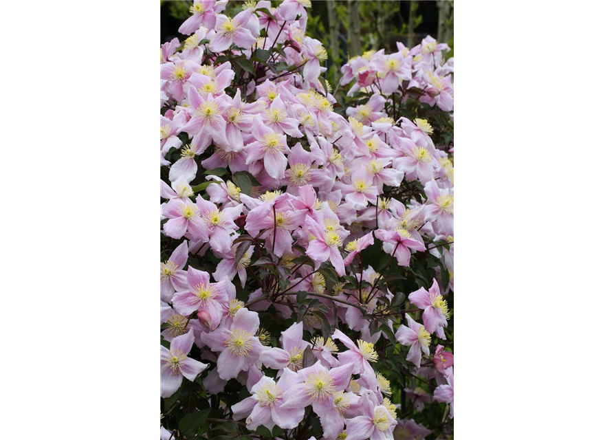 Clematis montana 'Mayleen'