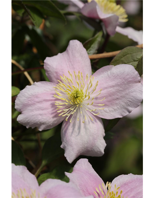 Clematis montana 'Mayleen'