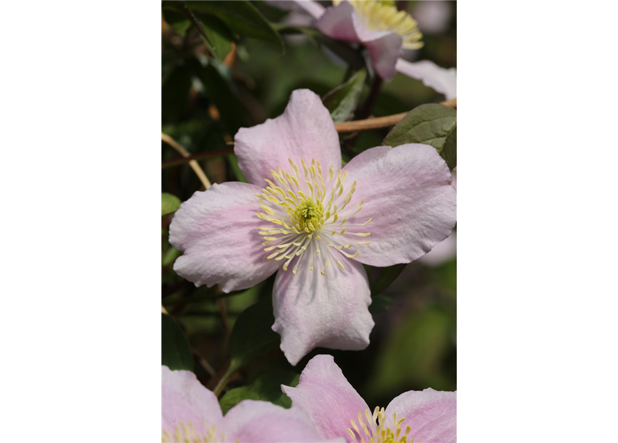 Clematis montana 'Mayleen'