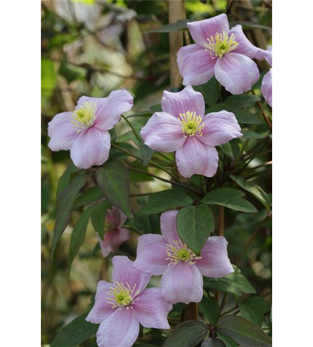 Clematis montana 'Mayleen'