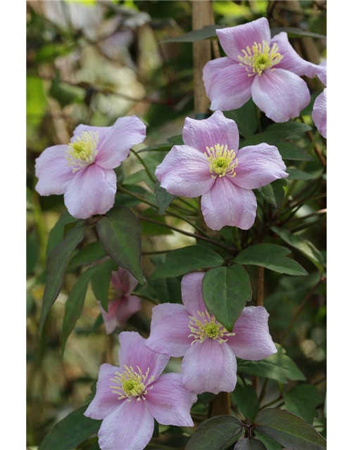 Clematis montana 'Mayleen'