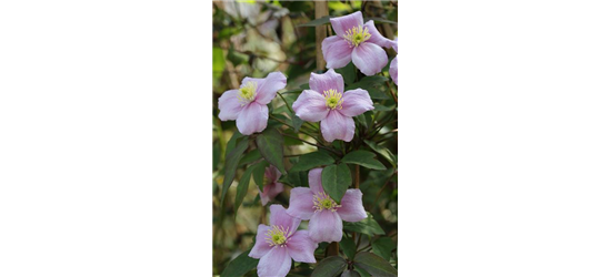 Clematis montana 'Mayleen'