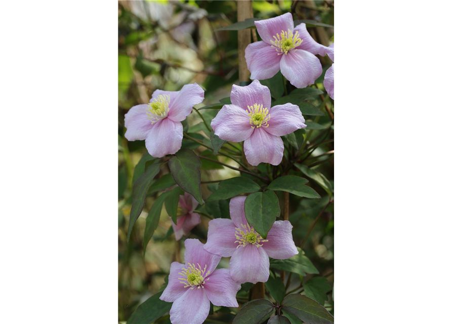 Clematis montana 'Mayleen'