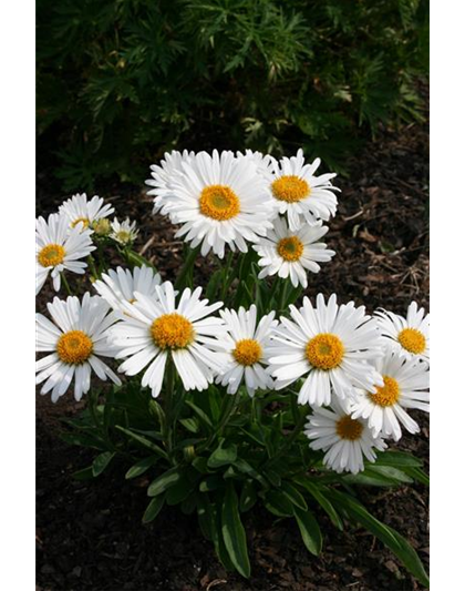 Aster alpinus 'Albus'