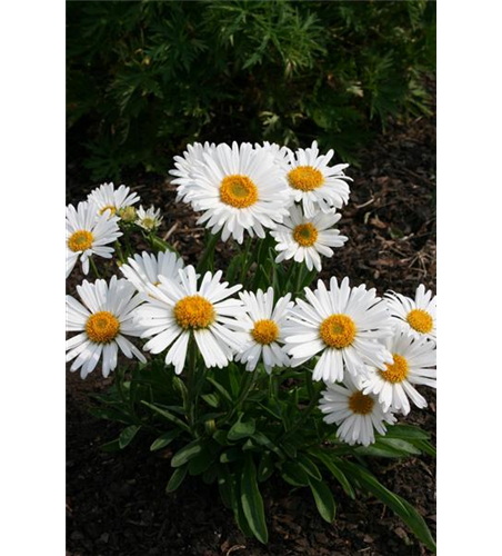 Aster alpinus 'Albus'