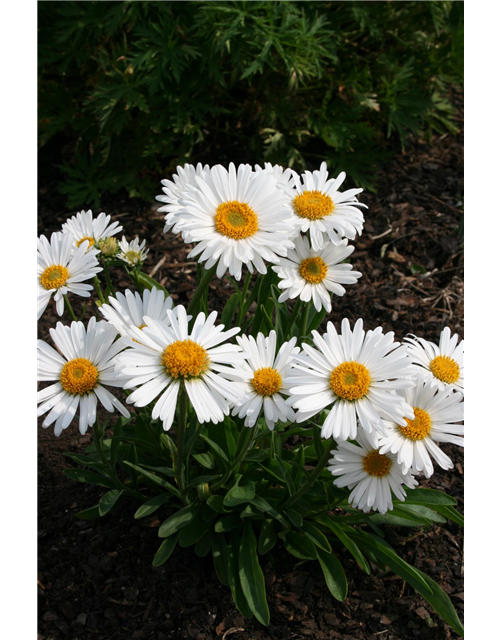 Aster alpinus 'Albus'