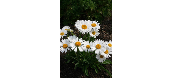 Aster alpinus 'Albus'