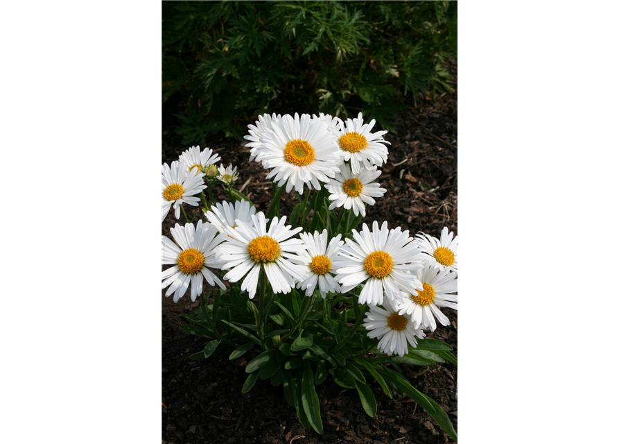 Aster alpinus 'Albus'