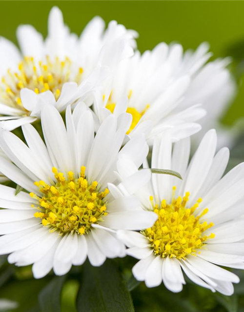 Aster alpinus 'Albus'