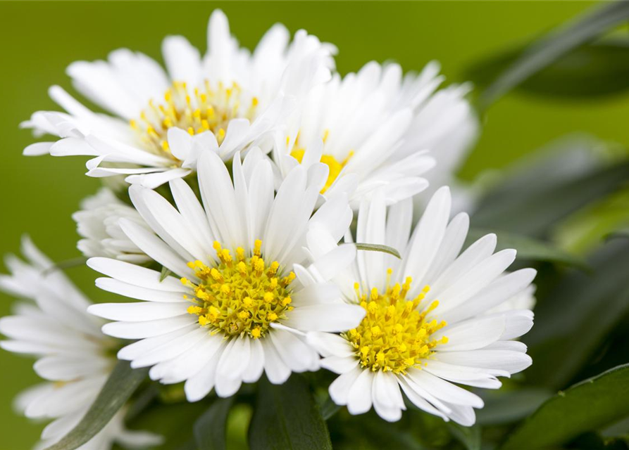 Aster alpinus 'Albus'