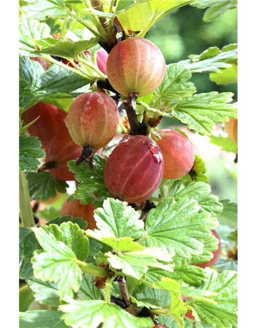 R Ribes uva-crispa 'Captivator' CAC