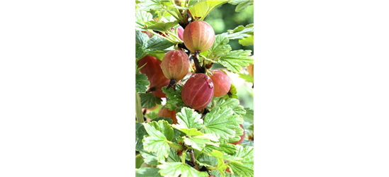 R Ribes uva-crispa 'Captivator' CAC