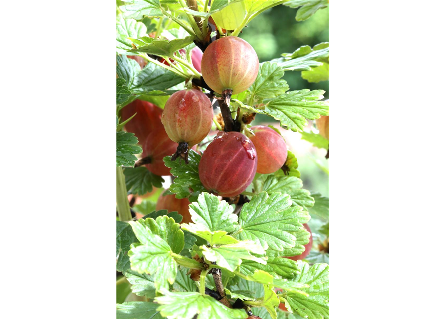 R Ribes uva-crispa 'Captivator' CAC