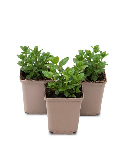 Mentha spicata Moroccan 