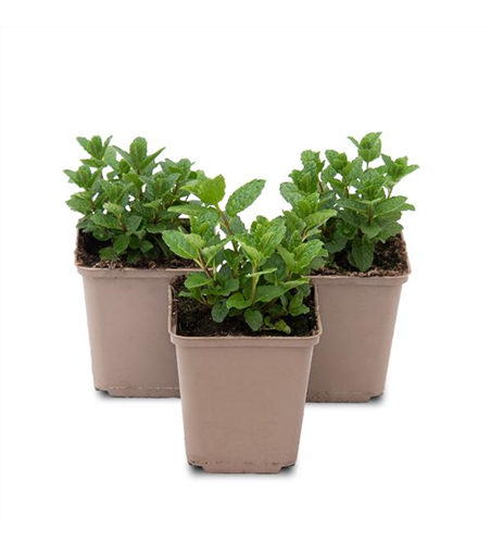 Mentha spicata Moroccan 