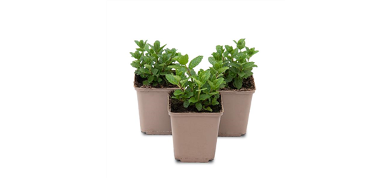 Mentha spicata Moroccan 