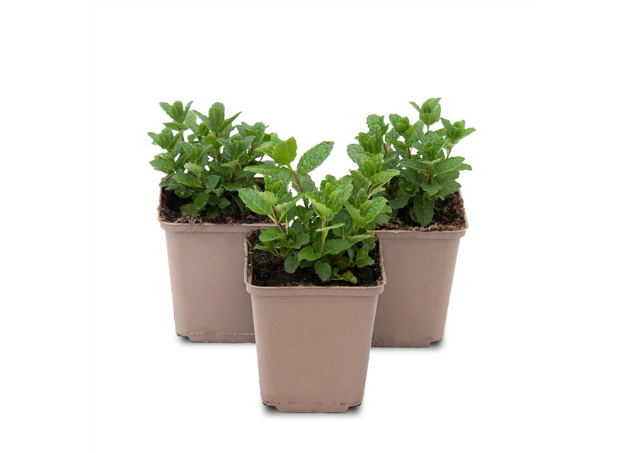 Mentha spicata Moroccan 