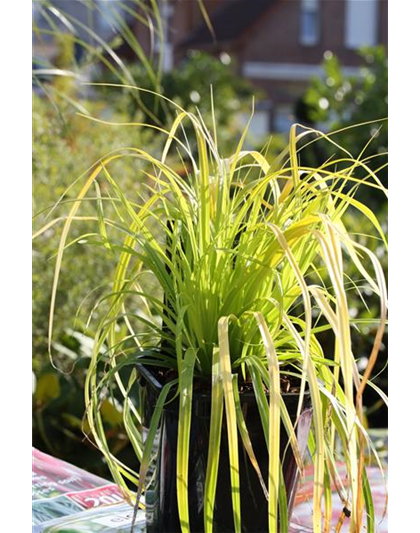 Carex oshimensis 'Everillo'®