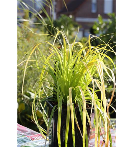 Carex oshimensis 'Everillo'®